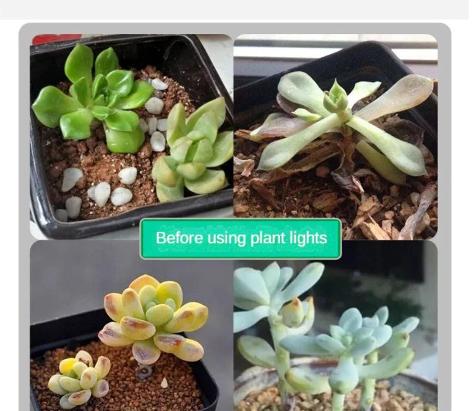 LED Growing Light Indoor Supplement Light Plant Grow Lamps Greenhouse Phyto Lamp Grow Red & Blue Hydroponic Growing Light Strip